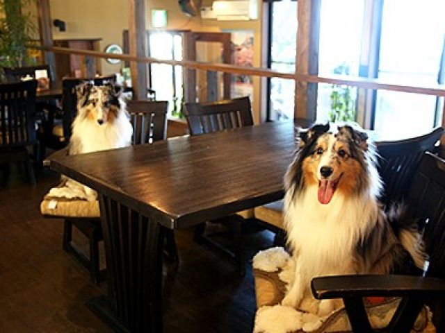 ワンちゃん好きな方は必見！