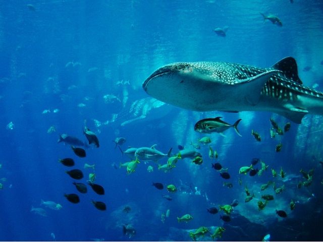 有名な水族館や、人気の食べ歩きグルメがたくさんあります♪
