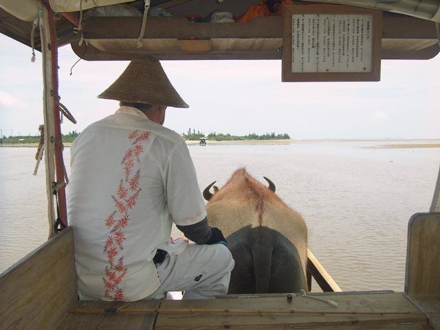 ゆーーっくり水牛で海を渡ります。日本で唯一の島です！