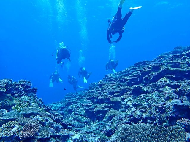 冬のリゾバはスキー？いや石垣島でダイビングにチャレンジ！陸上では見れない絶景があります★