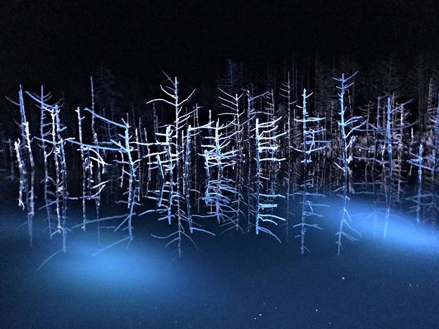 足を伸ばして富良野や美瑛も観光しちゃおう！