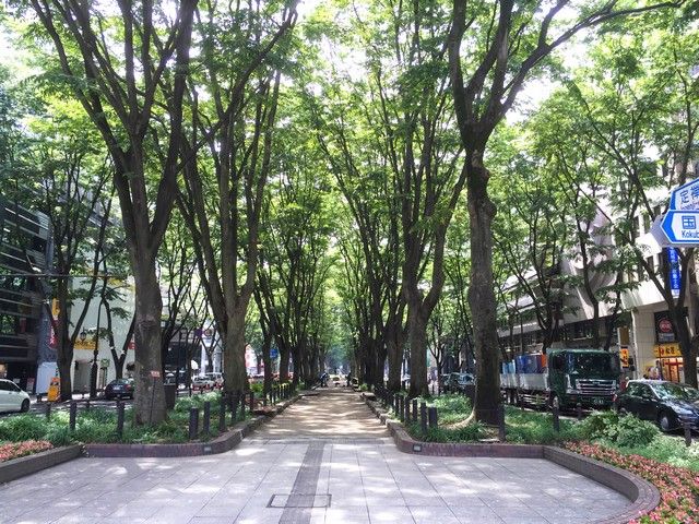 「杜の都」仙台。美しい定禅寺通りのケヤキ並木です