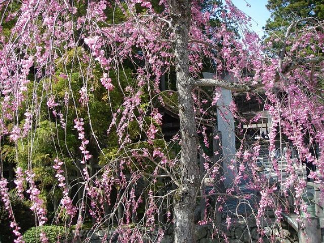 高野山の四季を感じてください