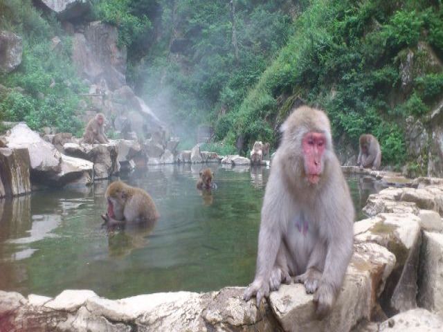 志賀高原の近くにはスノーモンキーパーク！
温泉に浸かるお猿さんを見れるのは世界で日本だけ！