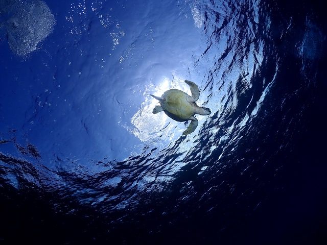 職場近隣の海で撮影したウミガメの写真★