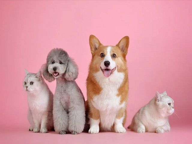 わんちゃん好きにはたまりませんね！