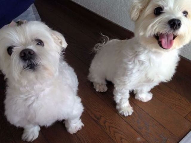 わんちゃん好きにはたまりませんね！