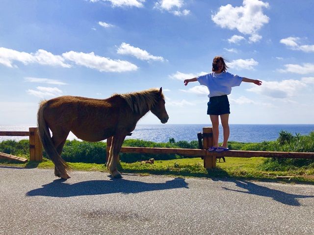 八重山諸島は離島めぐりも楽しみの一つ♪
素敵な離島が多いのでぜひ訪れてみてください♪♪