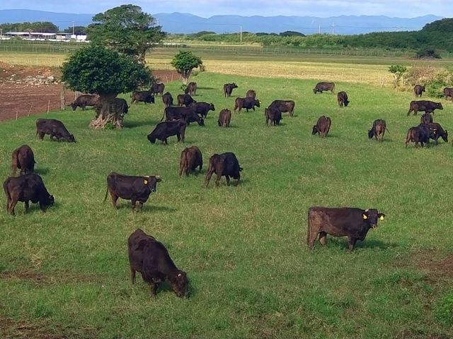 約200頭ほど牧場内には牛がいます！毎日発見と成長の日々です♪
