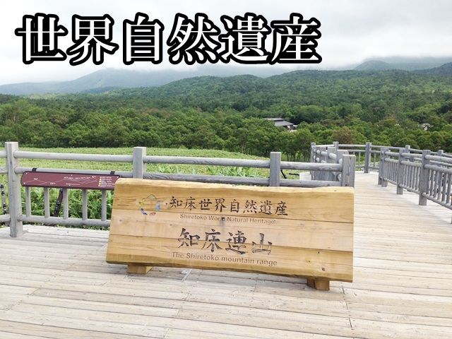 夏にしか見ることのできない魅力がたくさん！！