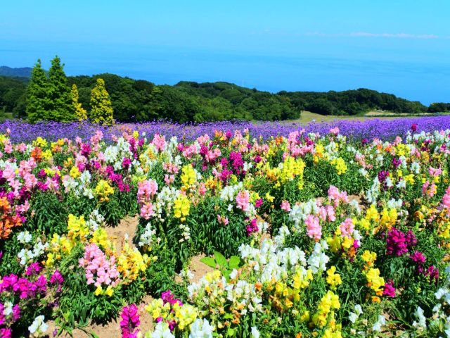 観光名所「花さじき」♪