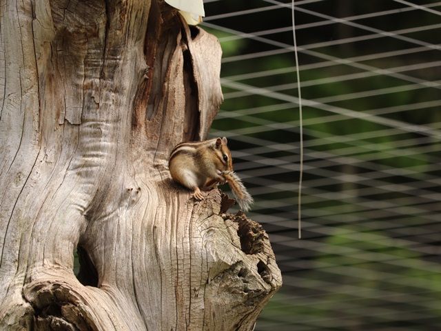 野生の動物に会えたり