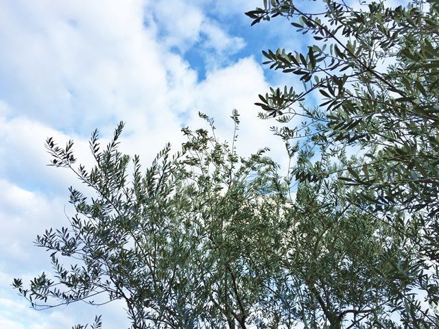 空気が澄んで、緑と空の美しさにうっとりしちゃいます！星空も必見ですよ！