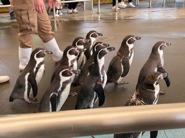 海・海鮮いっぱい！！
賢島でのお仕事です♪