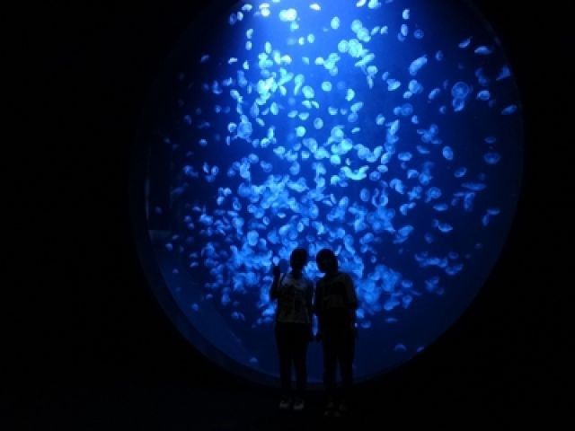 クラゲで有名な水族館が近くにあります