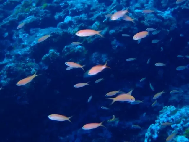 沖縄の海はたくさんの魚たちに合えるので、まさに水族館状態♪