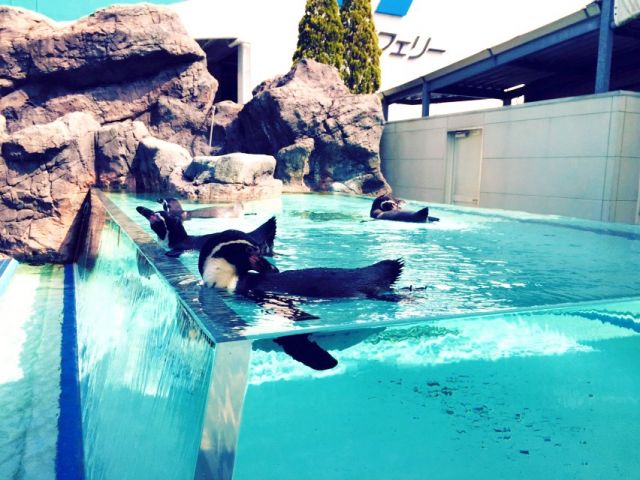【観光スポット】鳥羽水族館や御木本幸吉記念館などの観光スポットがございます！