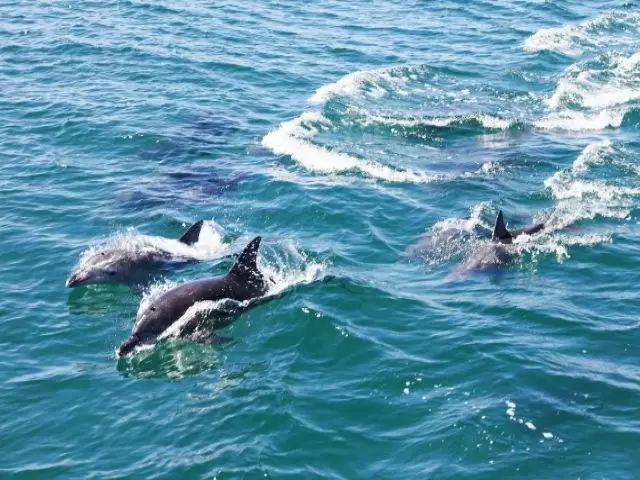 船で10分程度で「イルカ島」と呼ばれる隠れた観光名所があります！！