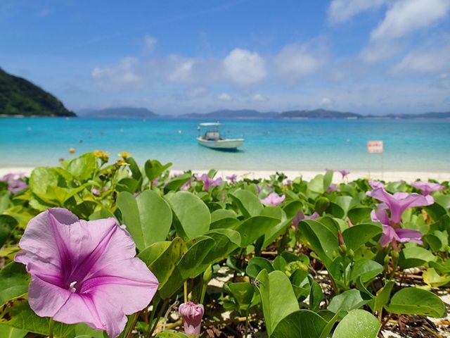 勤務先目の前にはケラマブルー全開のとても美しいビーチが広がっています♪