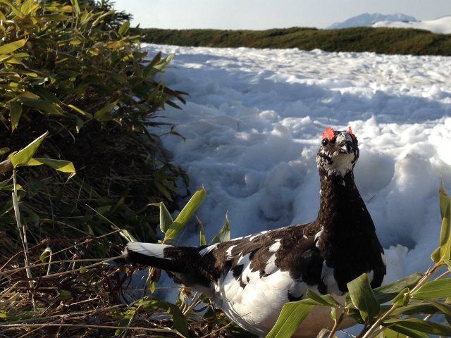 雷鳥に出会えるかも！？