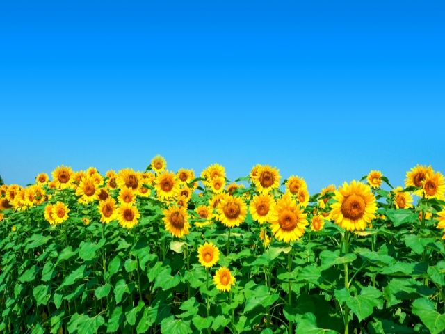 人気のお仕事のためご応募はお早めに！