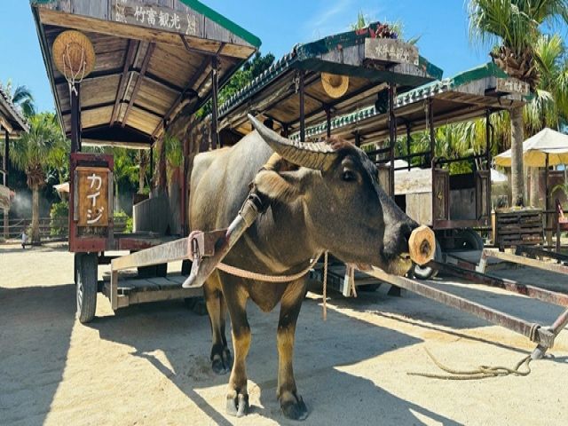 石垣島からフェリーで10分！THE OKINAWAなオススメ離島です♪