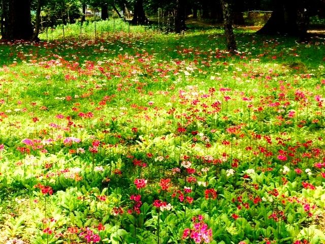 春は桜、夏は涼しく、秋は湯ノ湖の紅葉、冬は雪まつりなど・・・魅力溢れるエリアです。