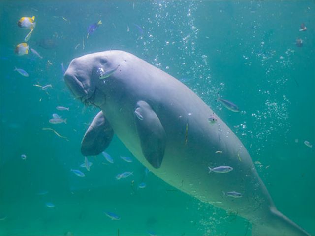 鳥羽水族館も有名です！！　お仕事期間中に一度は行ってみたいところ。