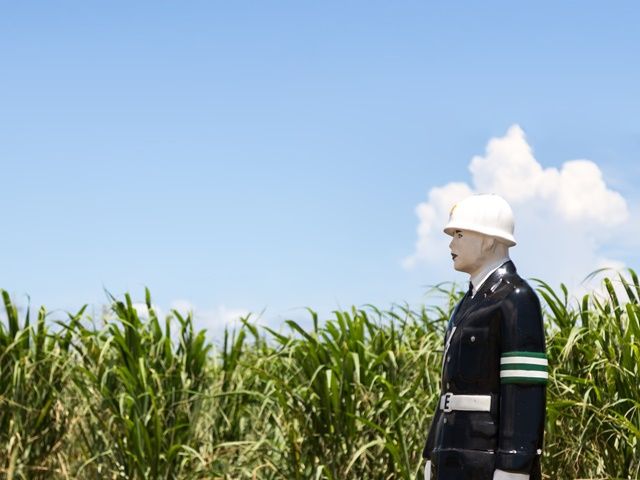 宮古島の内陸部はサトウキビ畑が広がっていて、とても穏やか♪ゆっくり島時間を感じて癒される…