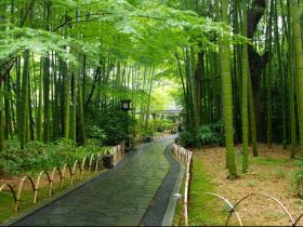 ～竹林の小径～
