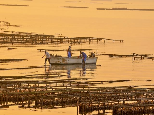 広島は牡蠣養殖量、全国1位！”ぷりぷりの牡蠣が手軽に食べれます☆