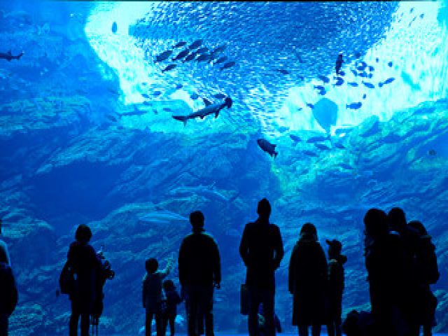 あの有名な水族館がすぐ近くです！