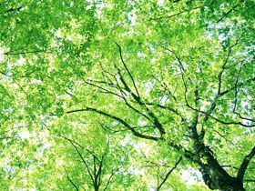 新緑の森を散歩したい♪高原の新鮮な空気で癒されちゃおー！