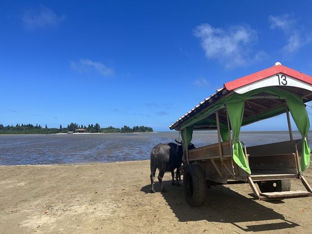 由布島の楽しみの一つが『水牛に乗ること』
のどかな風景が広がっています♪♪