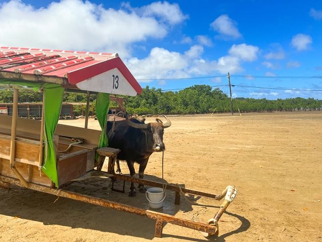 水牛も毎日暑い中、一生懸命お仕事をしております！