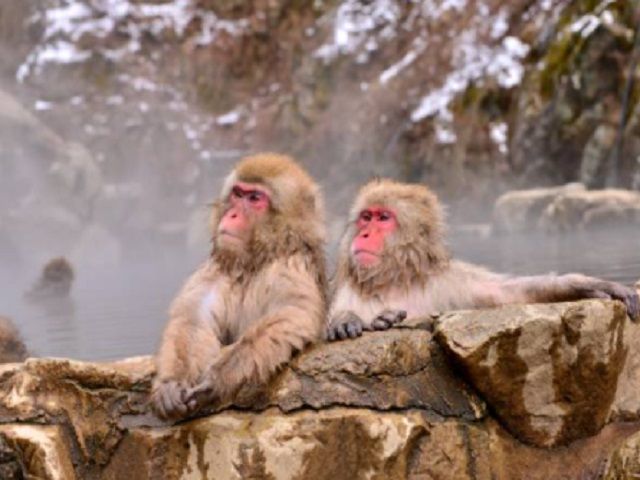 栃木県内には観光地が色々あります！