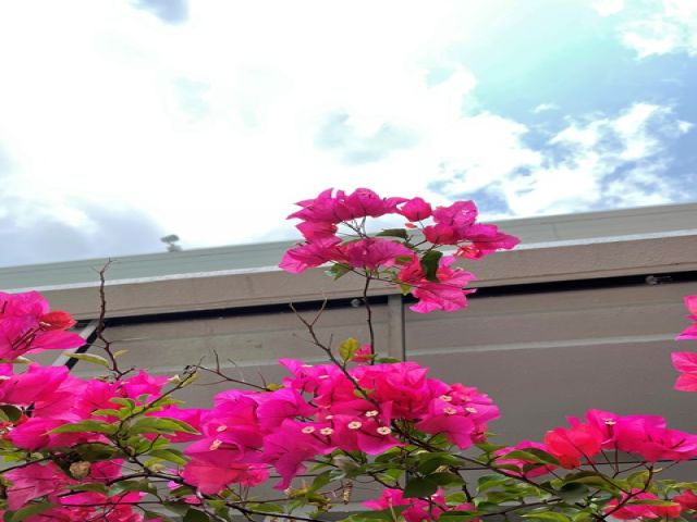 これからの沖縄は、ブーゲンビレアが見ごろの季節になります♪OKINAWAを楽しみ尽くそう☆