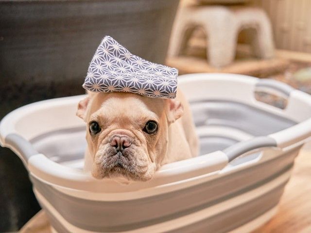 わんちゃんと泊まれる旅館