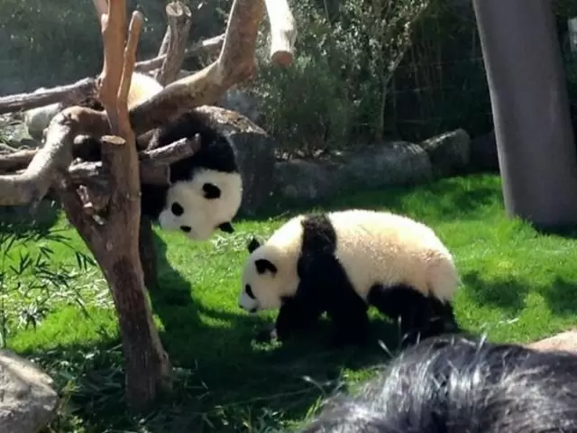 アドベンチャーワールドでパンダに会えますよ！！