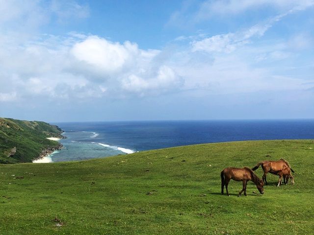 与那国馬と分類される馬が放牧されております。近くで見ることや触ることもできるんです！
