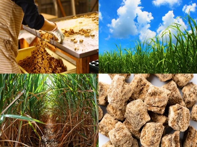 レアエリア≪与那国島≫での求人♪季節限定のお仕事です！