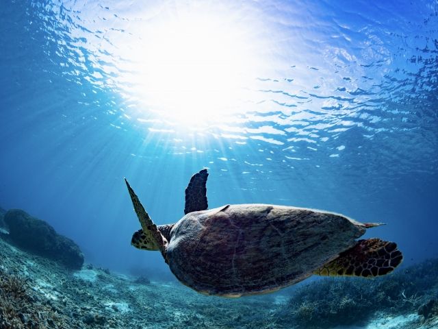 渡嘉敷島内No,1ビーチ★★
ケラマブルーを毎日見れちゃう贅沢な島暮らしっ！！！