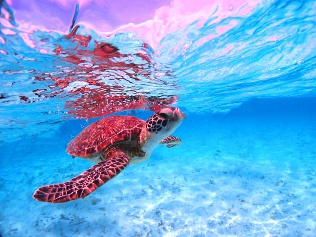 毎日海を満喫できる贅沢な時間♪ベストショットをたくさん撮ってください♪