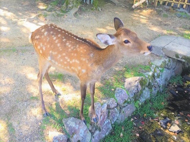 野生の鹿が見れるかも！？※画像は奈良公園の鹿です(笑)
