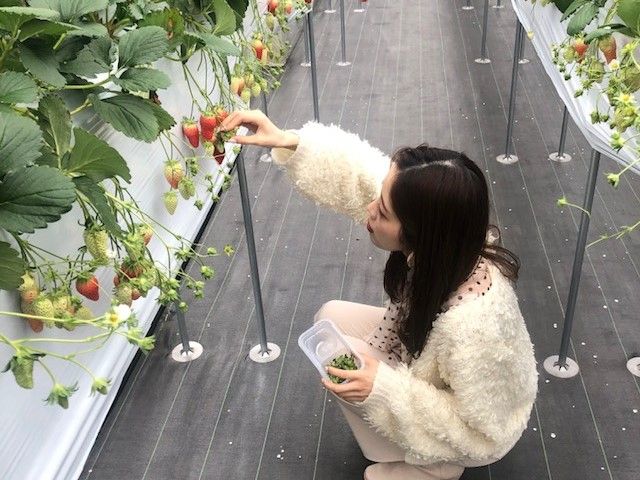 イチゴ狩り案内♪笑顔でお仕事しましょう♪