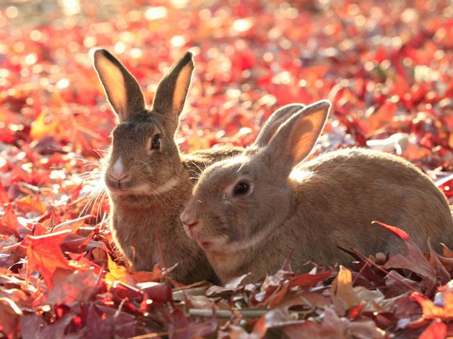 うさぎの島「大久野島」！！