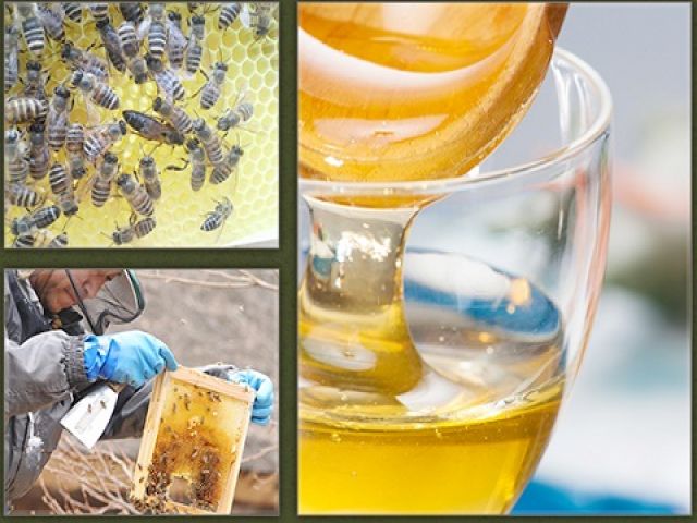 名物の自家製蜂蜜は絶品です♪御土産はこれで決まりです♪