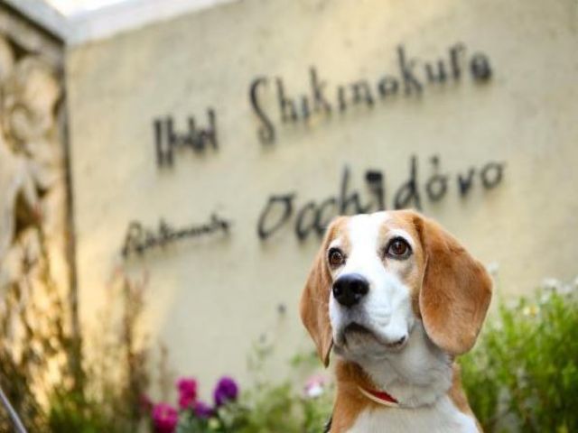 海、山と自然が豊富な東伊豆の隠れ家的ホテル♪