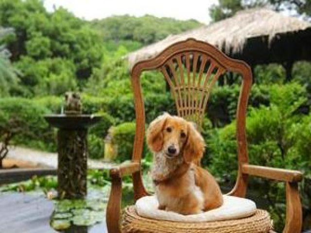 ペット同伴可のホテルだからいらっしゃるお客様は愛犬家の方がたくさん☆