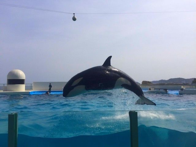 鴨川の水族館はここでしか見れないシャチのショーが有名！